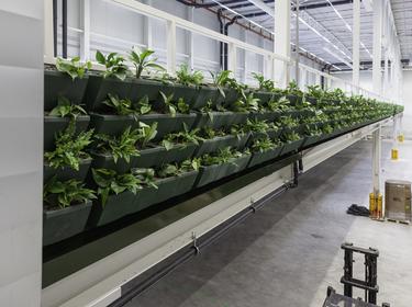 Plants growing in a warehouse