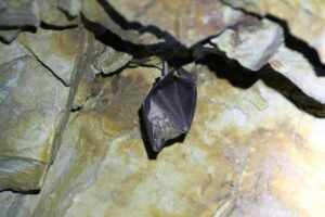 Bat Cave or Laboratory Leak?